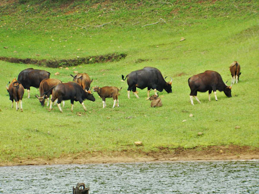 photo of Bison (Rajbari) National Park